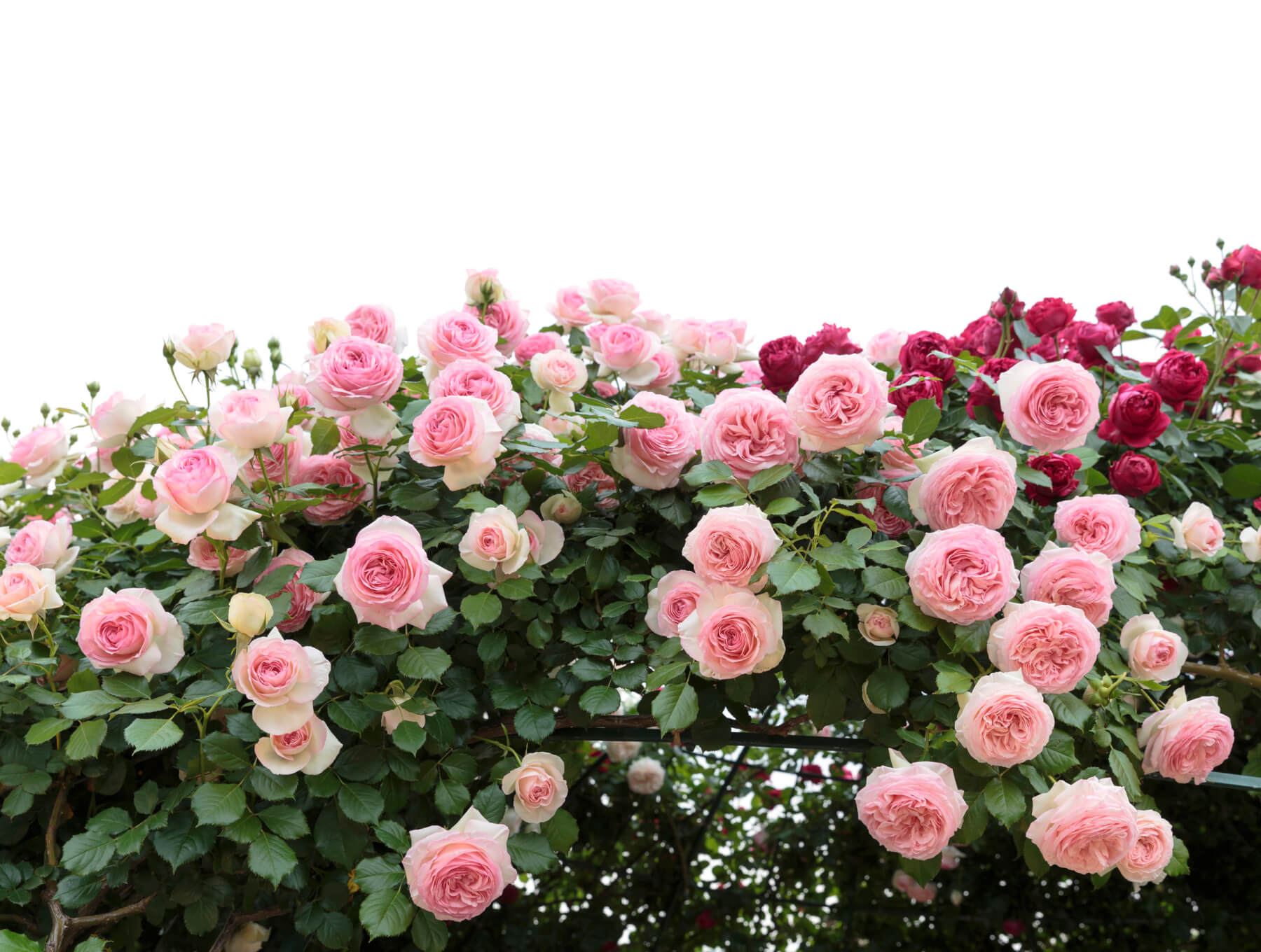 Climbing Roses - Louie's Nursery