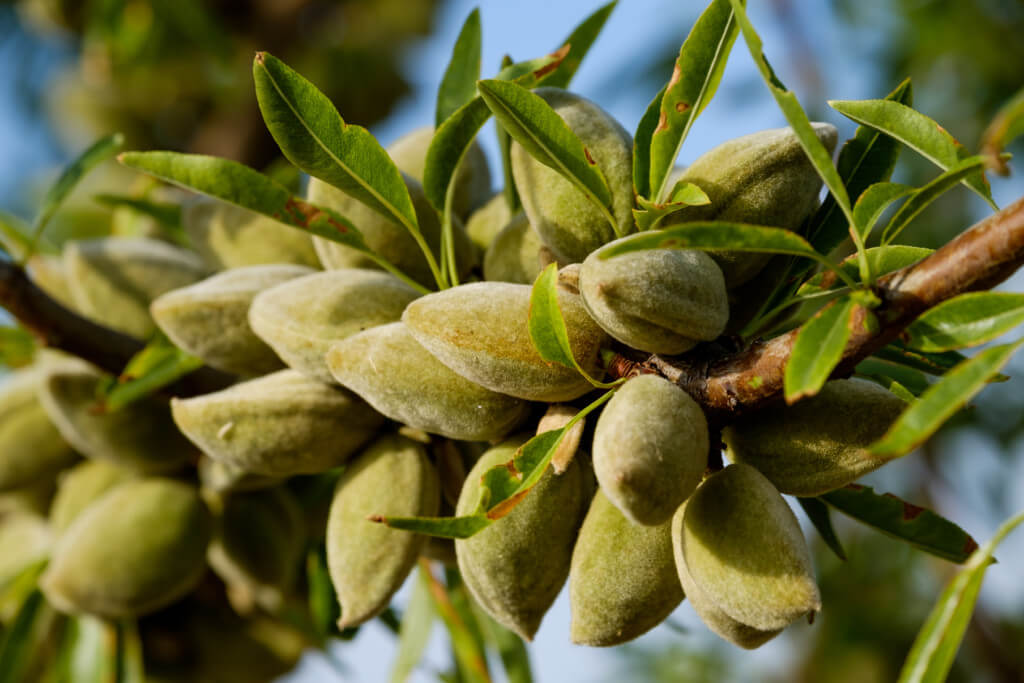 Almond Trees - Louie’s Nursery & Garden Center - Riverside CA