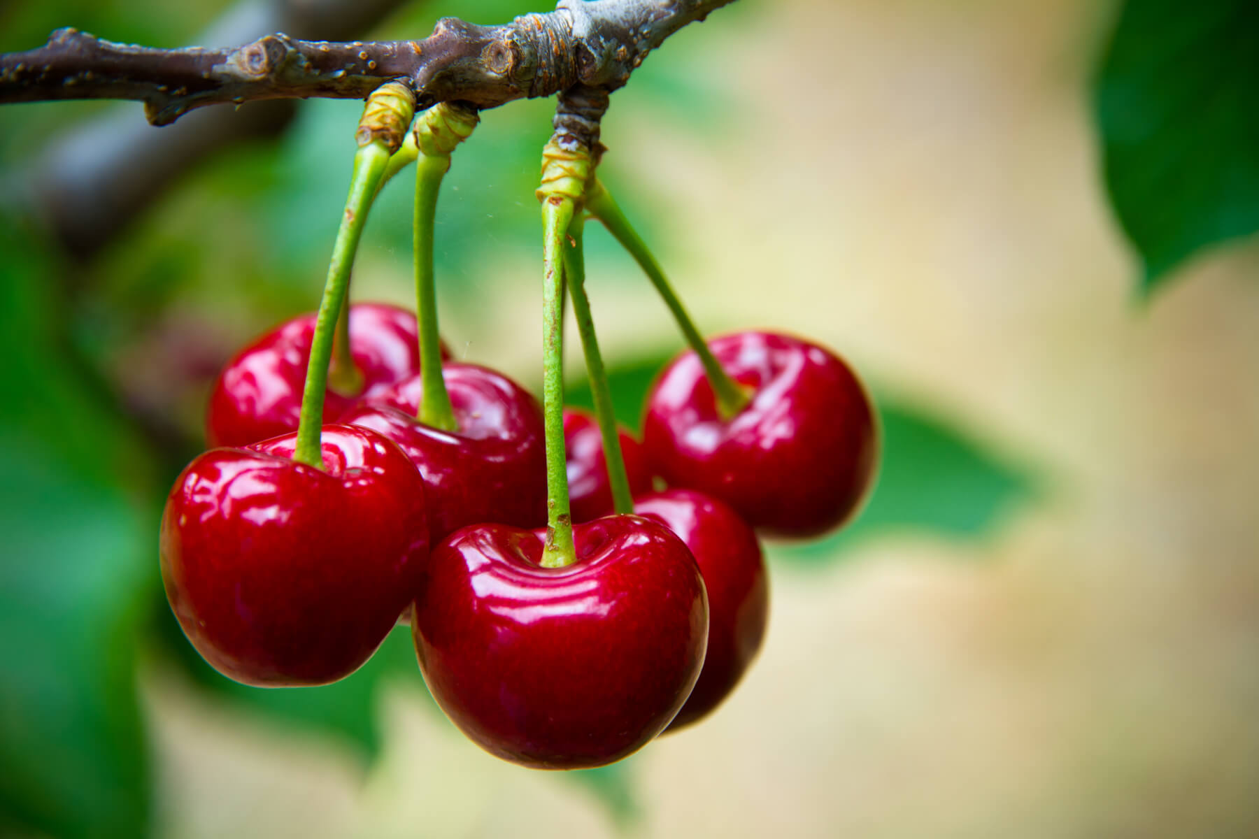 Cherry Trees Louie s Nursery