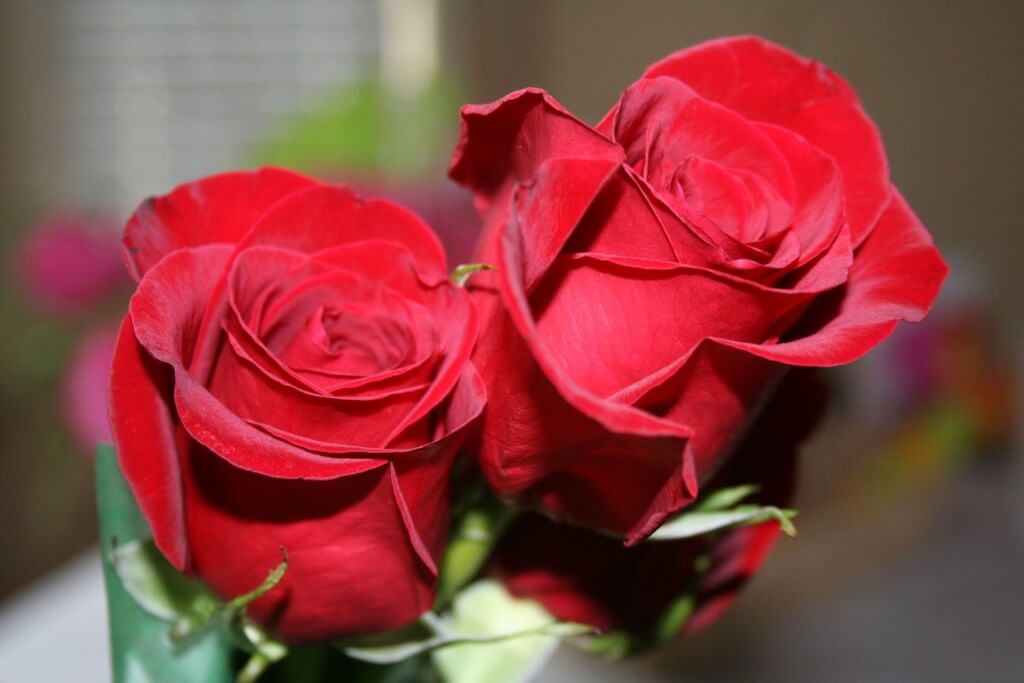 Hybrid Tea Roses - Loie's Nursery & Garden Center Riverside CA