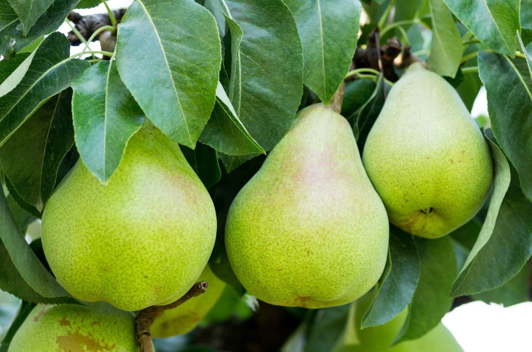 Bosc Pear Trees for Sale