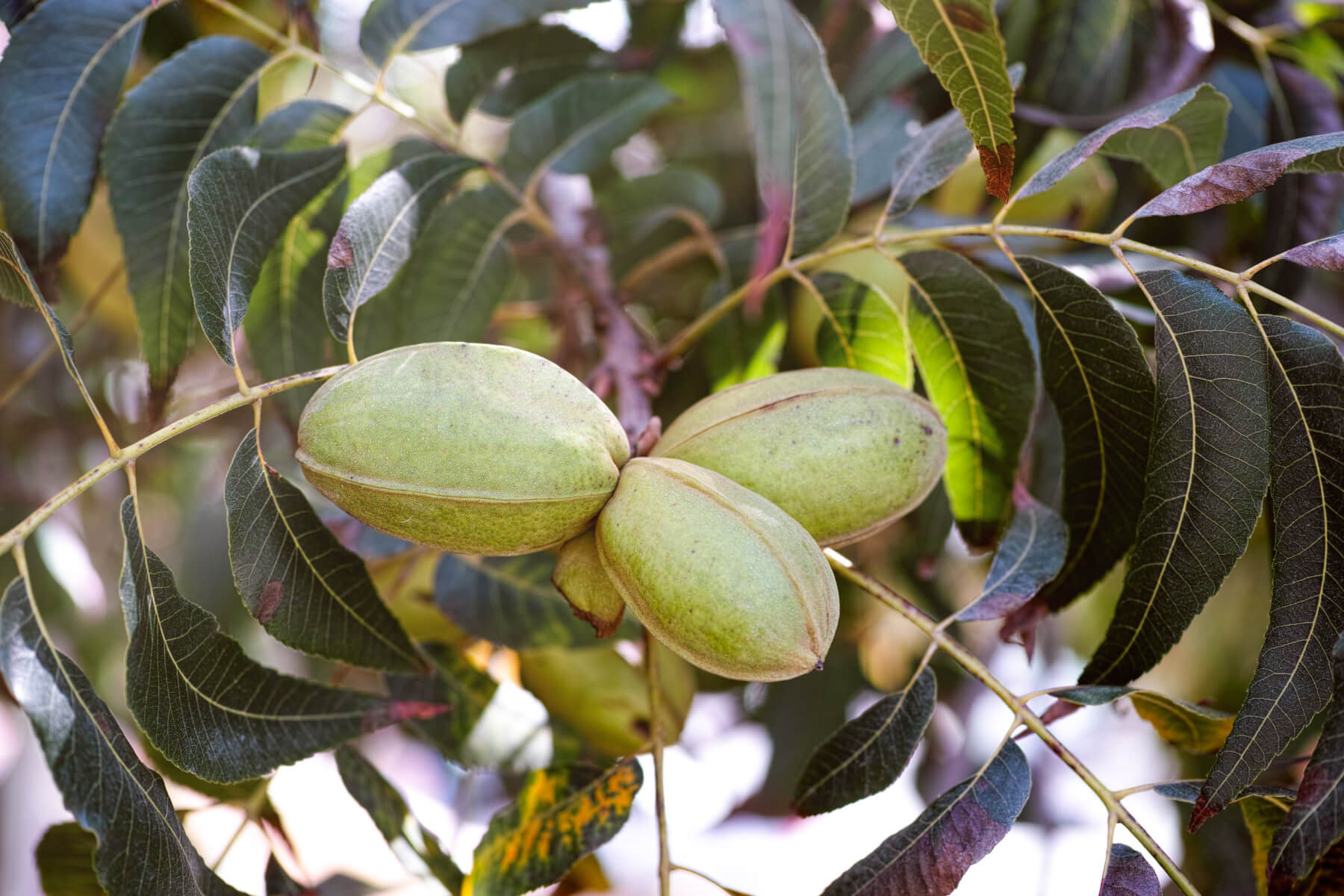 Pecan Trees Louie's Nursery