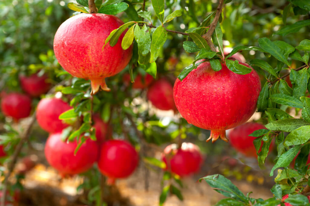 Pomegranate Trees Louie's Nursery & Garden Center Riverside CA