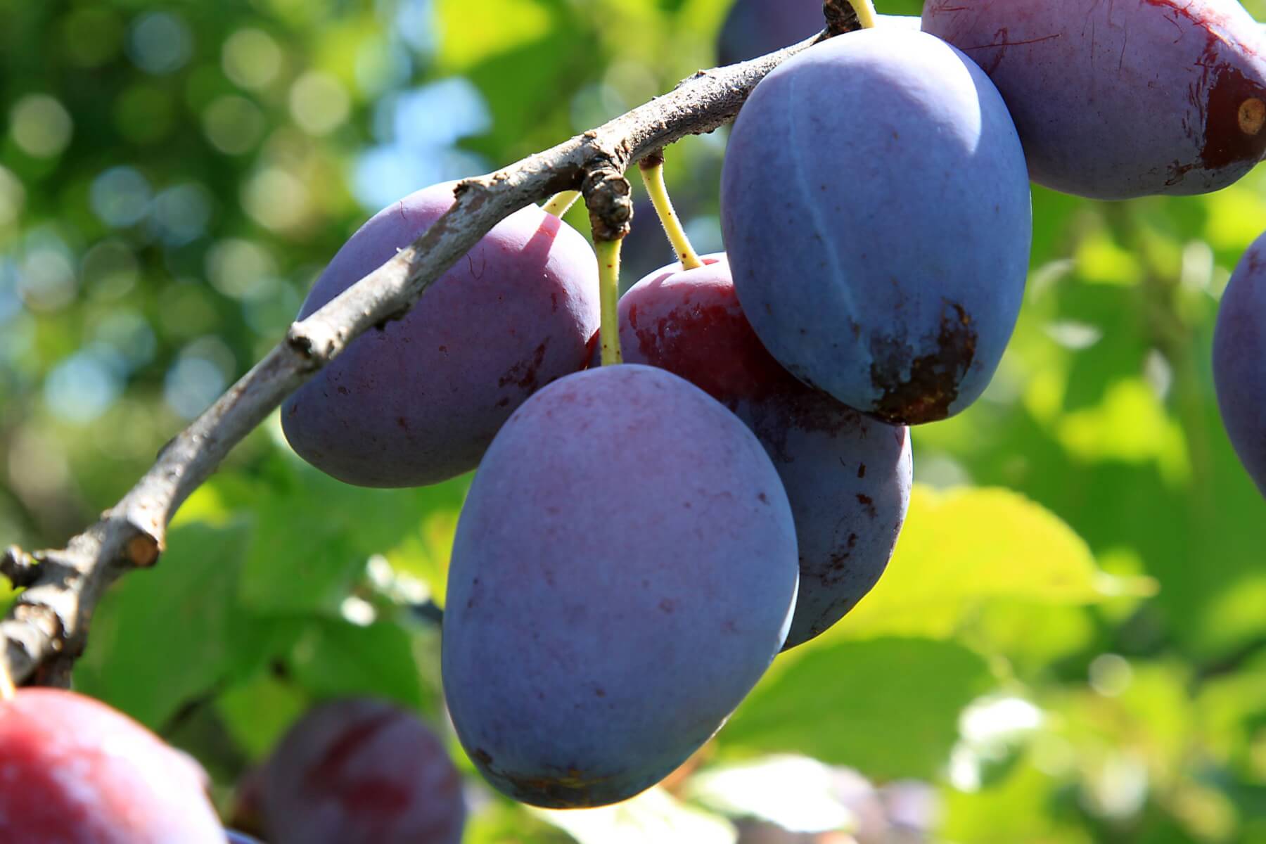 Prune Trees - Louie's Nursery