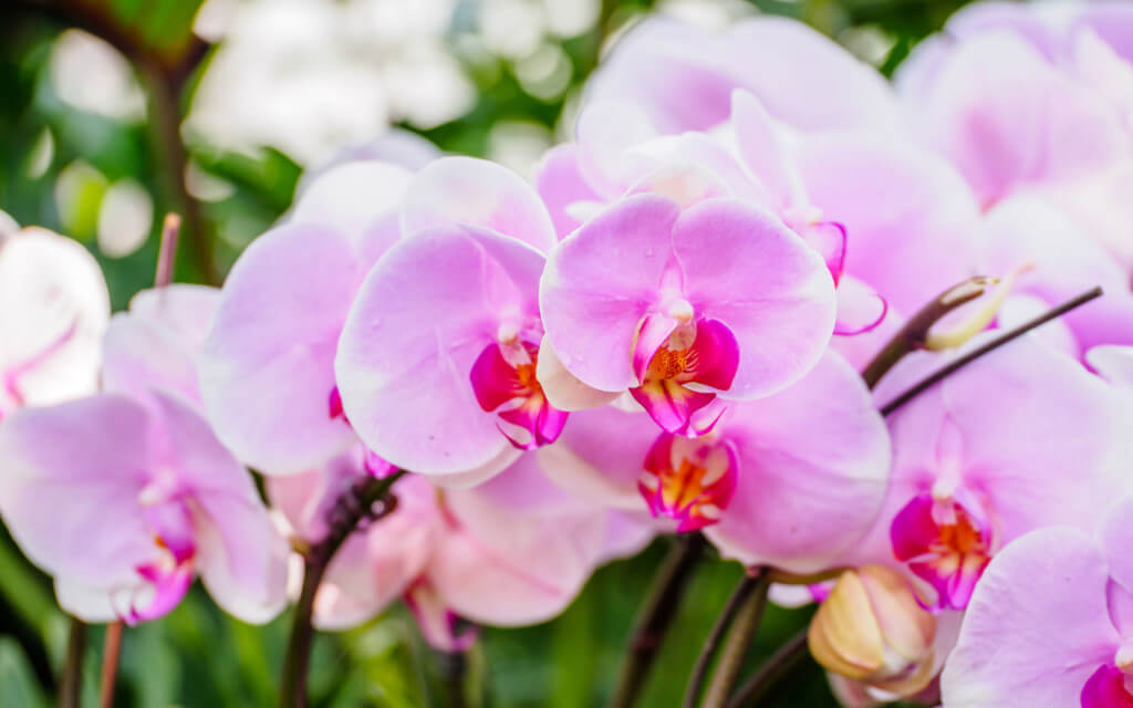 Orchids - Louie's Nursery & Garden Center - Riverside CA