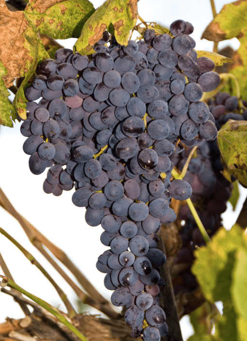 Black Monukka Seedless Grape Louies Nursery