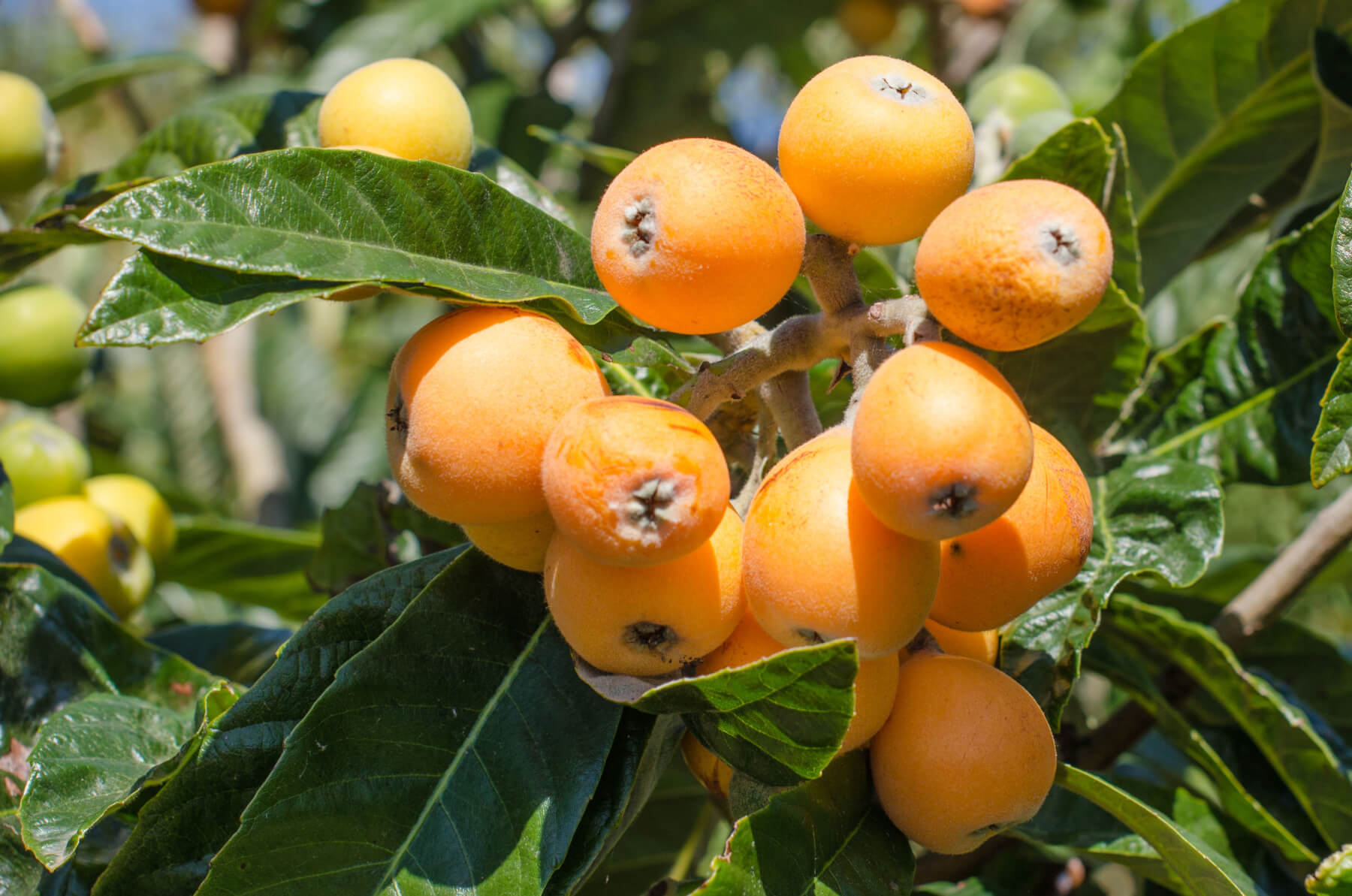 Loquat Trees - Louie's Nursery