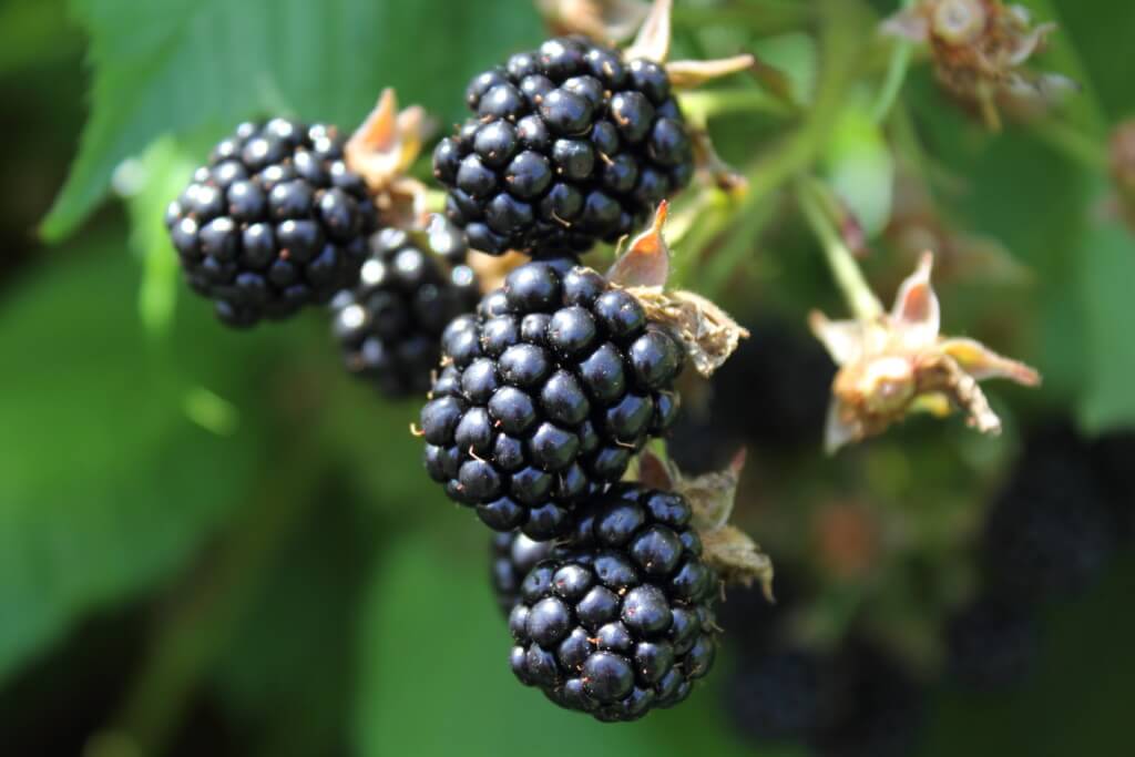 Blackberries 2 1024x683 