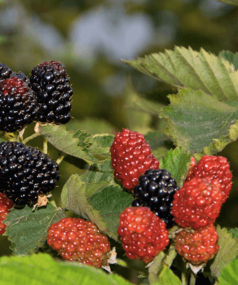 Osage Blackberry - Louie's Nursery