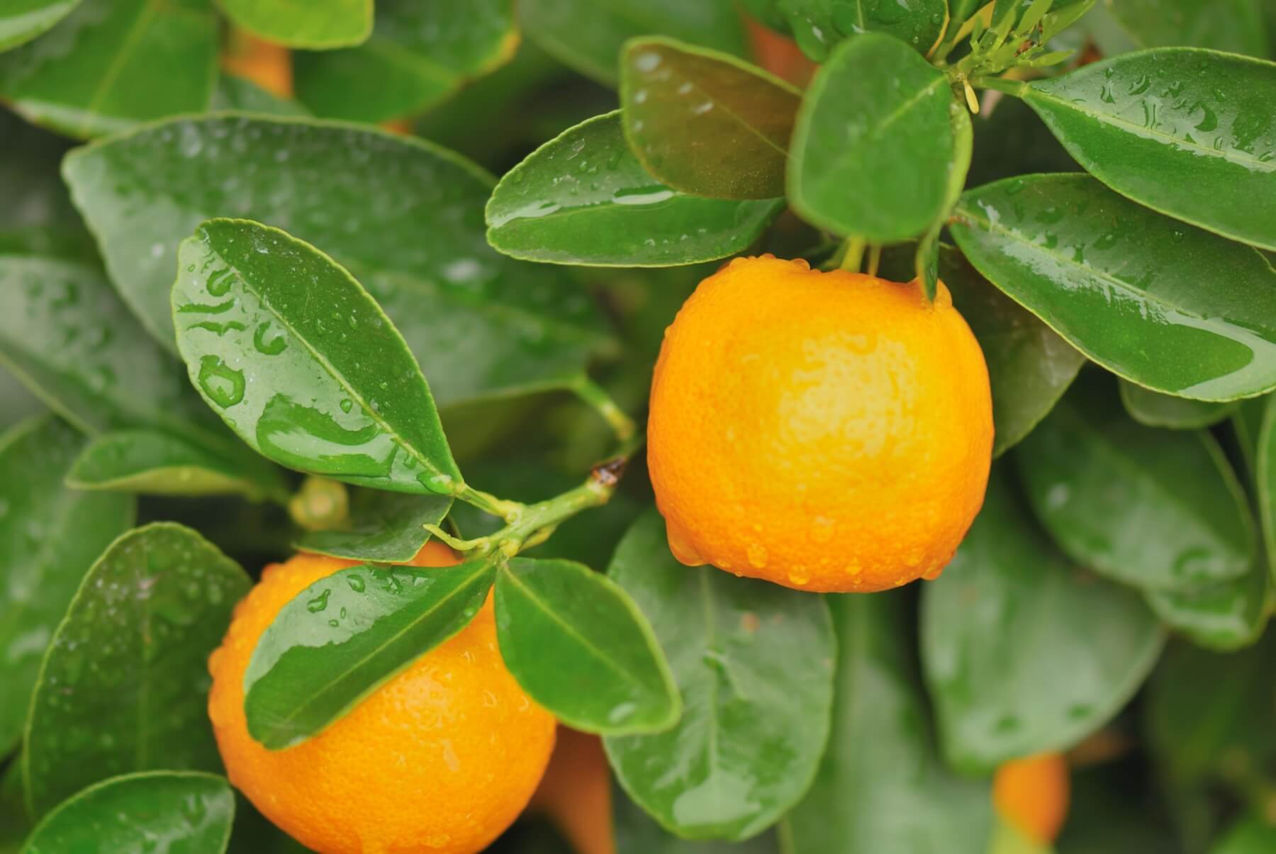 Calamondin Louie�s Nursery &amp; Garden Center Riverside CA