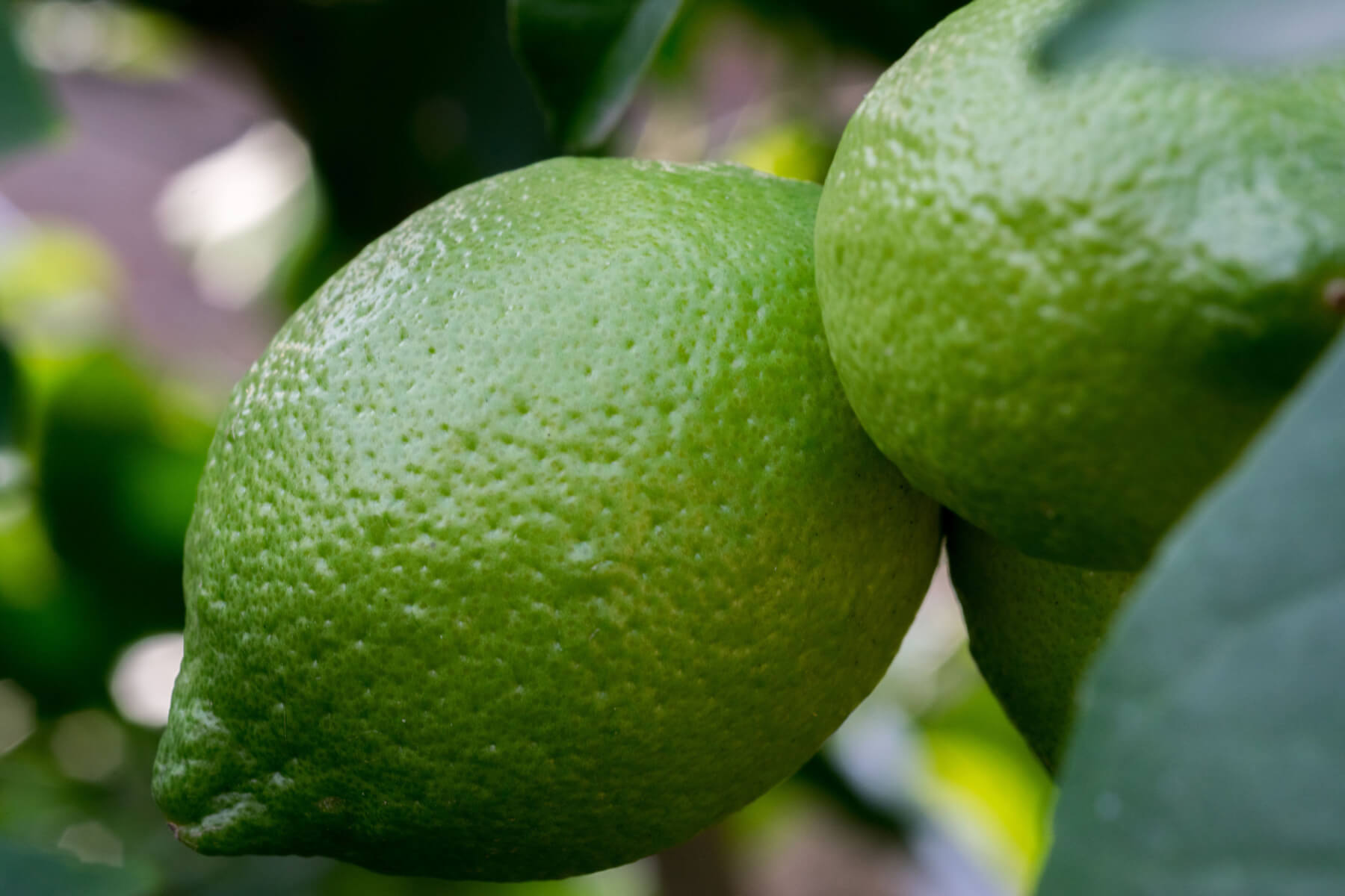 Bearss Lime Trees - Louie's Nursery & Garden Center - Riverside CA