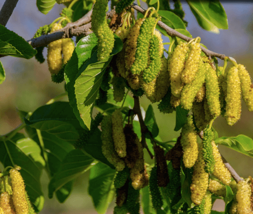 King white discount pakistan mulberry