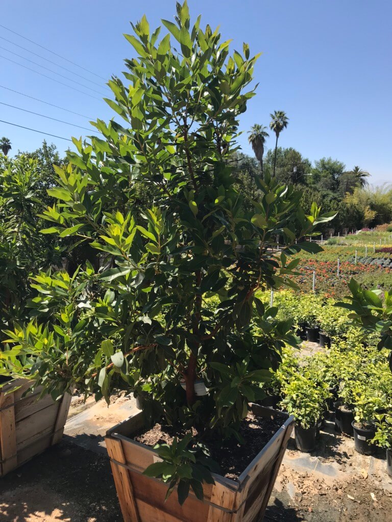 Marina Strawberry Tree - Louie's Nursery