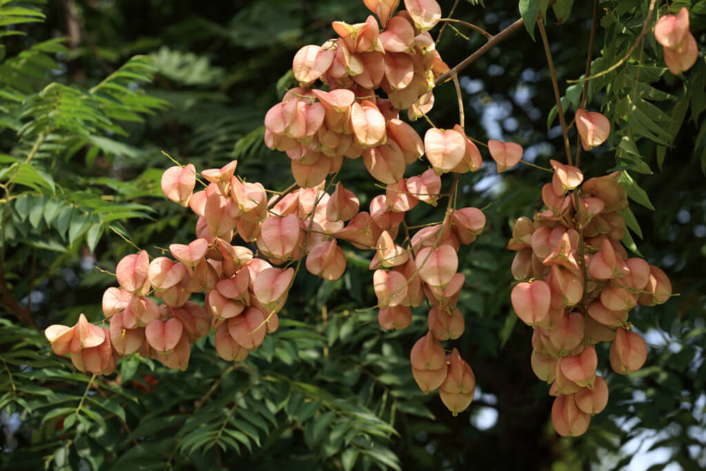 Chinese Flame Tree - Louie’s Nursery