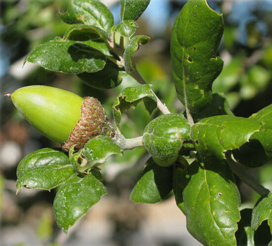 Coast Live Oak Louie S Nursery