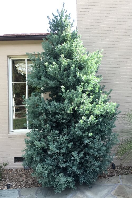 Icee Blue Podocarpus Tree Reduced Rare 