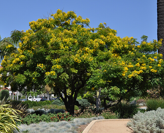 Gold Medallion Tree - Louie's Nursery