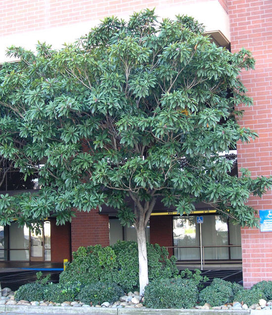 Bronze Loquat - Louie's Nursery & Garden Center - Riverside CA