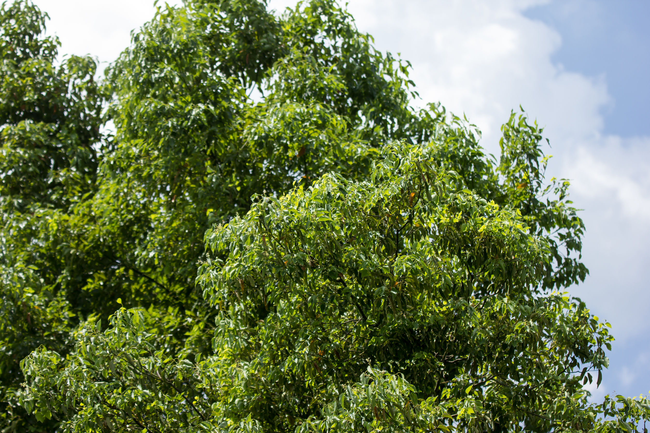 Camphor Tree