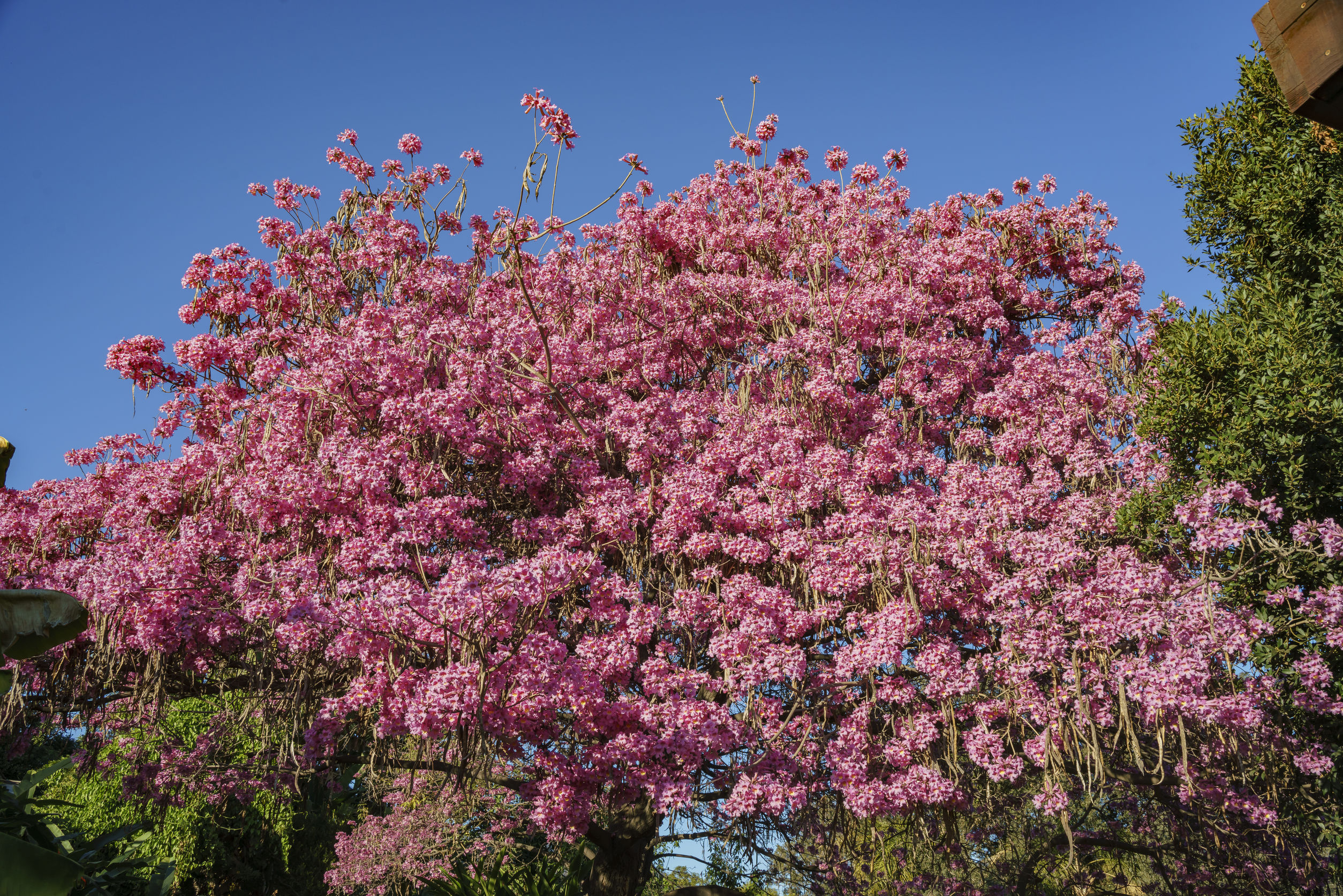 Pink Trumpet Tree - Louie's Nursery Riverside CA