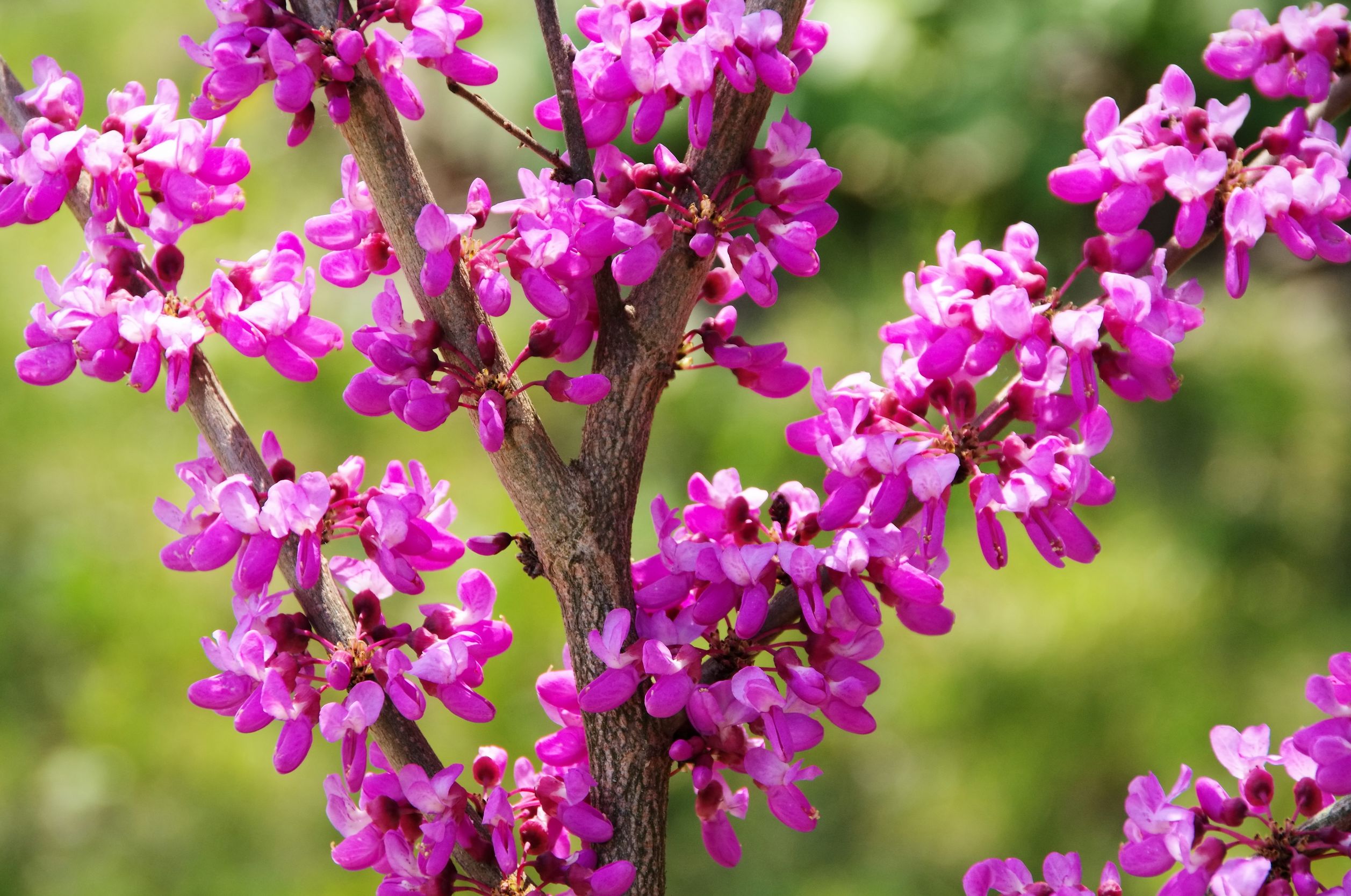 Redbud Tree - Louie's Nursery